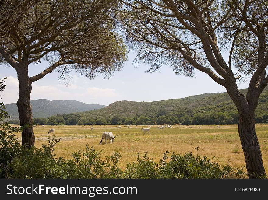 A italian hillside in summer