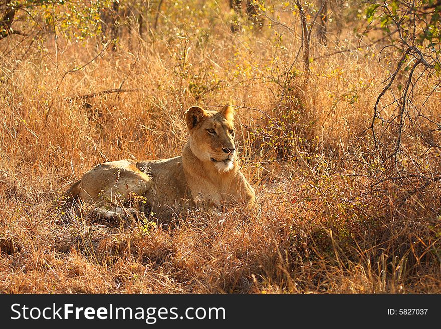 Lioness in Sabi Sands