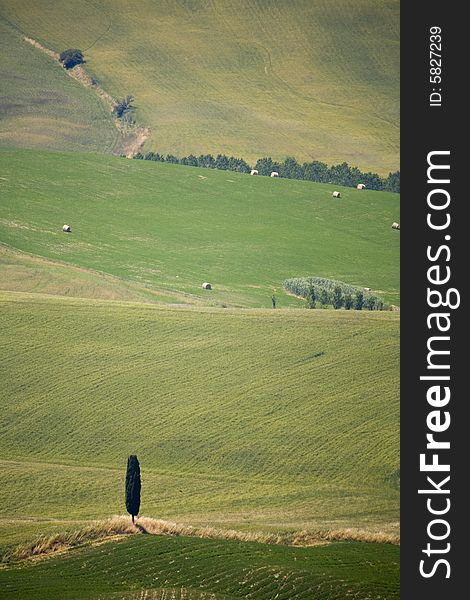 A italian hillside in summer