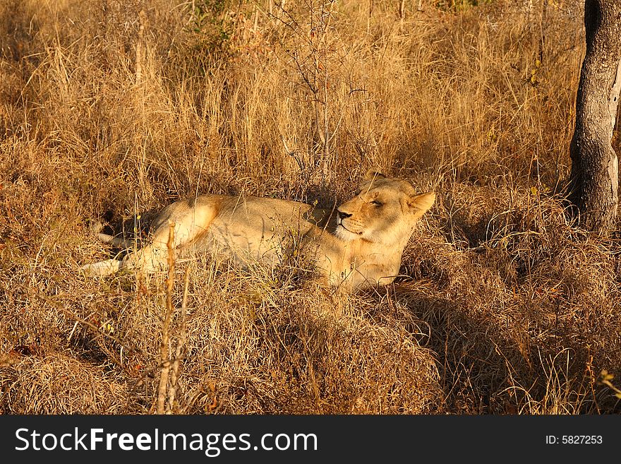 Lioness in Sabi Sands Reserve, South Africa