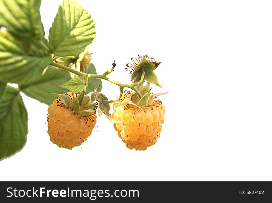 Yellow raspberry on a white background