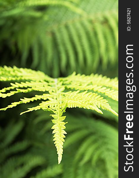 Fern,focus on a foreground