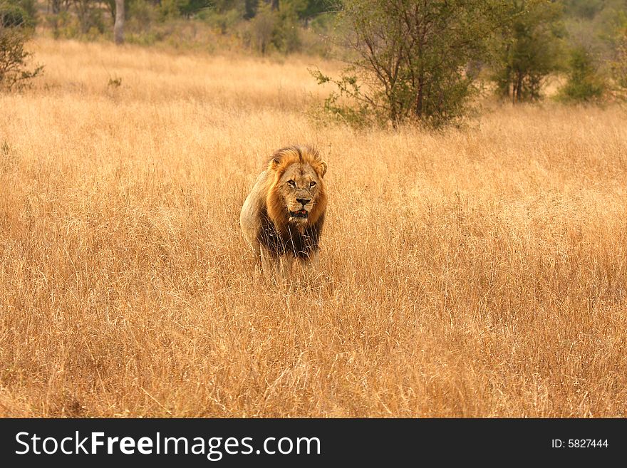 Lion in Sabi Sands Reserve, South Africa