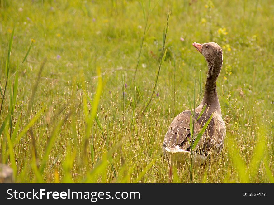 An alert greylag goose in a meadow. An alert greylag goose in a meadow