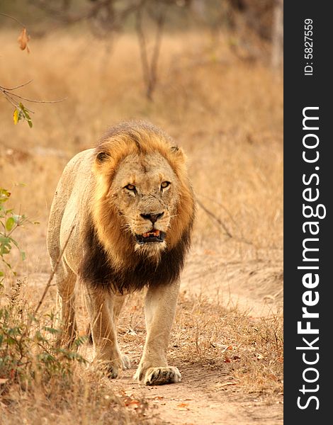 Lion In Sabi Sands