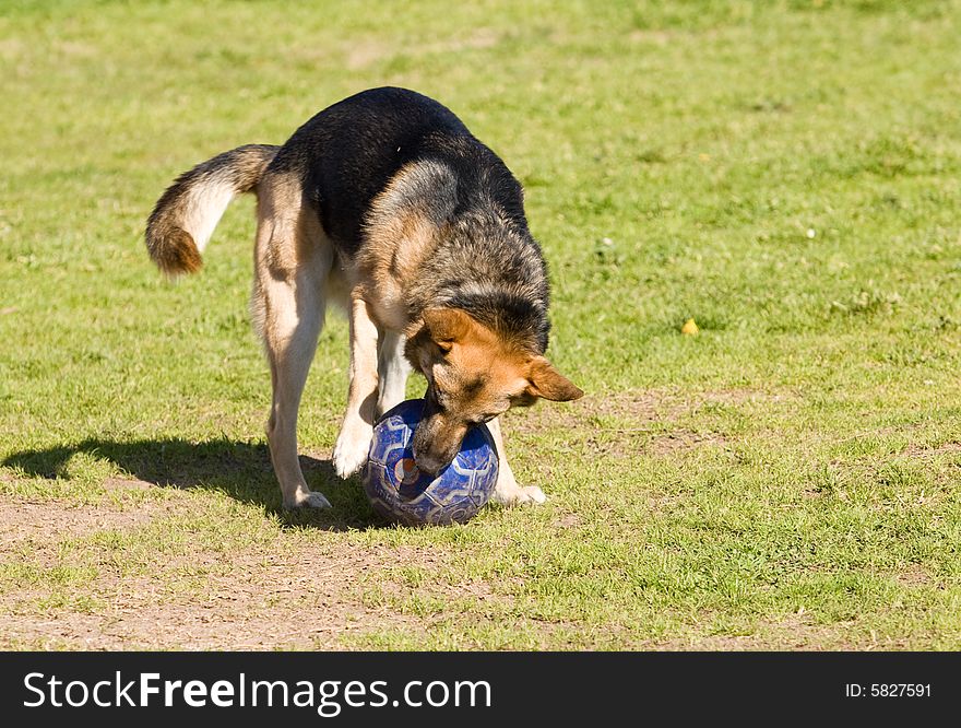A dog while playing with a ball in a sunny day of spring. A dog while playing with a ball in a sunny day of spring