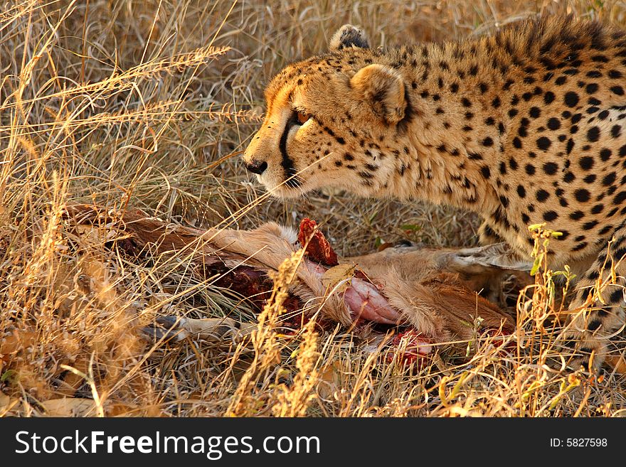 Photo of a Cheetah with a dead impala. Photo of a Cheetah with a dead impala