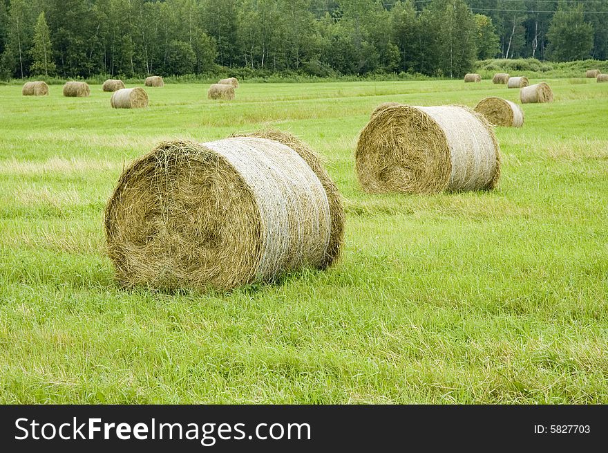 View of some balls of haystack in a field
