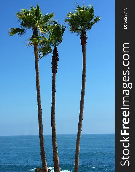 Three Palm trees by the beach. Three Palm trees by the beach