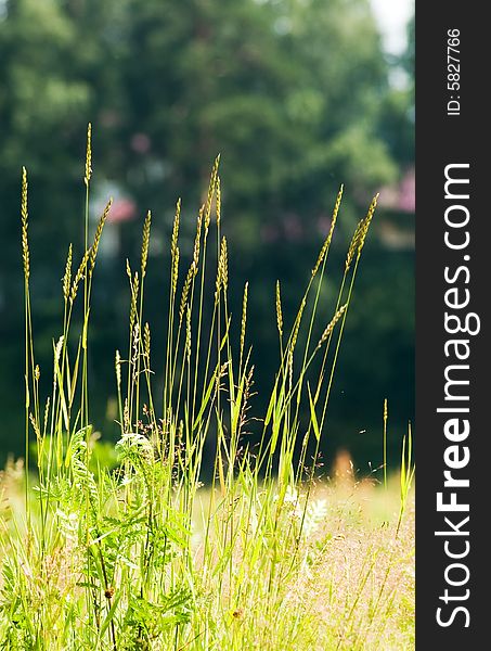 The green stalks of a grass in a field. The green stalks of a grass in a field