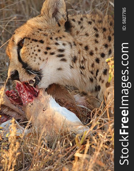 Photo of a Cheetah with a dead impala. Photo of a Cheetah with a dead impala