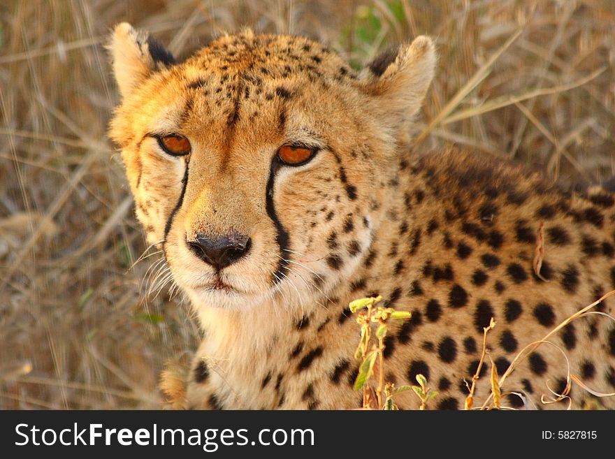 Photo of a Cheetah in Sabi Sands Reserve