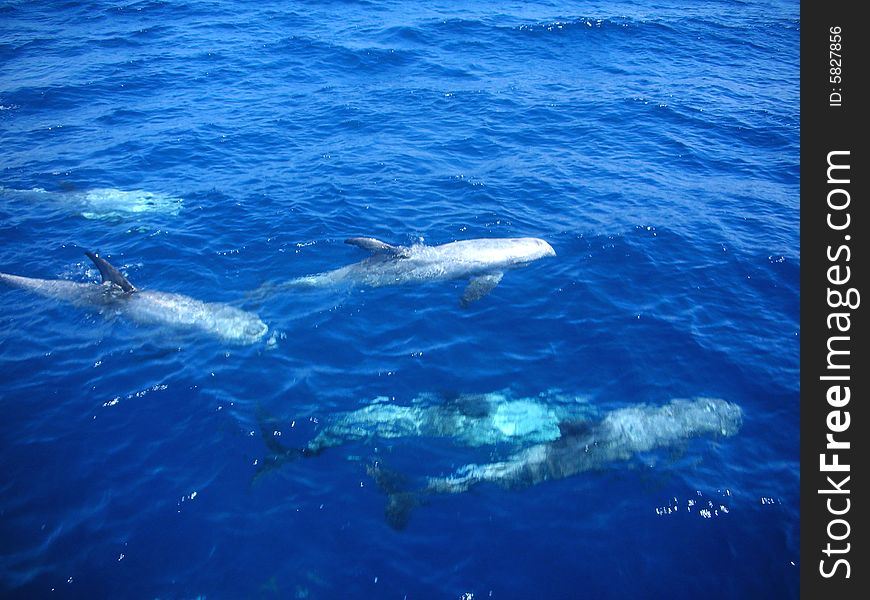 Five dolphins float on a surface of the sea