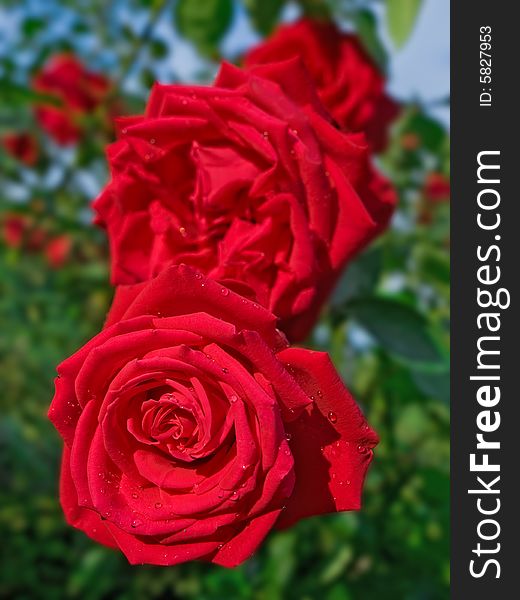 Closeup of red roses over blurred green. shallow dof