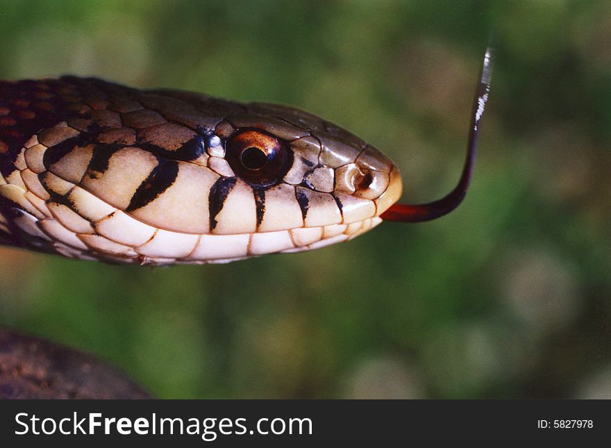 Photo of a garter snake with its tongue out.