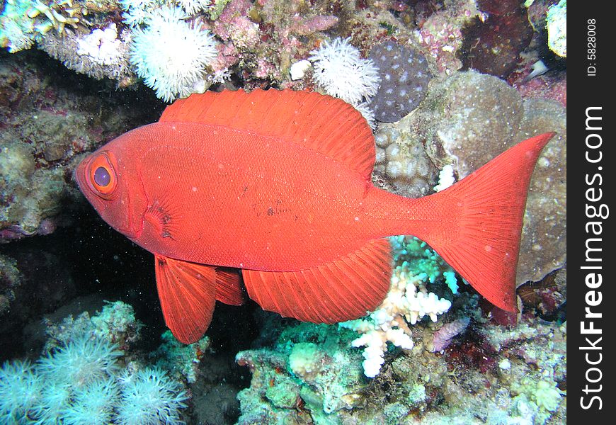 Red Small fish under a rock. Underwater shooting in the sea