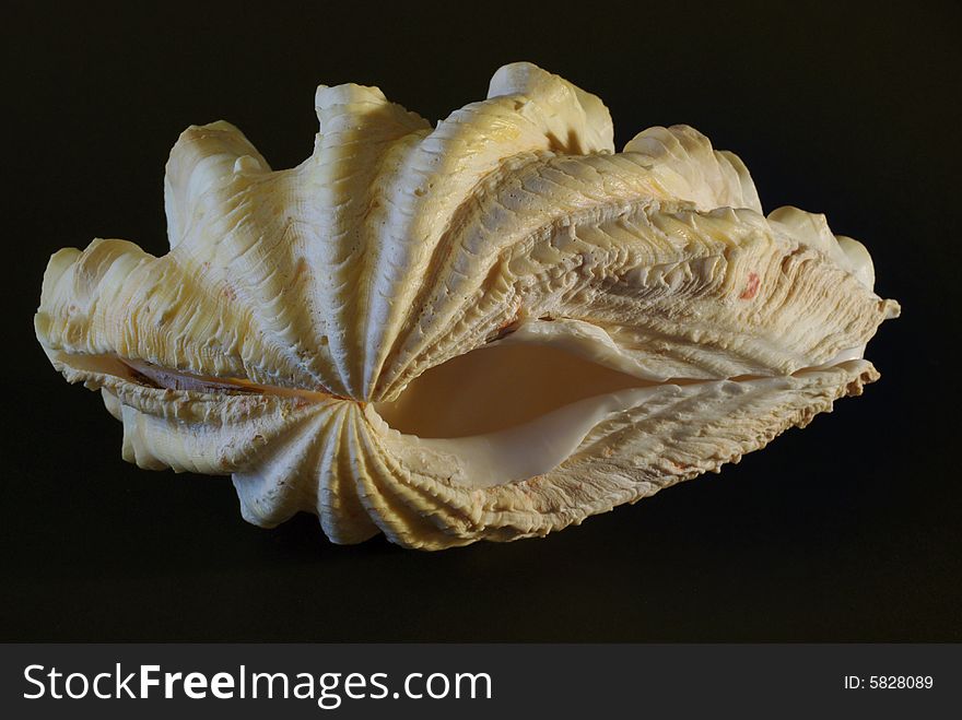 Close up of an oyster shell with dark background