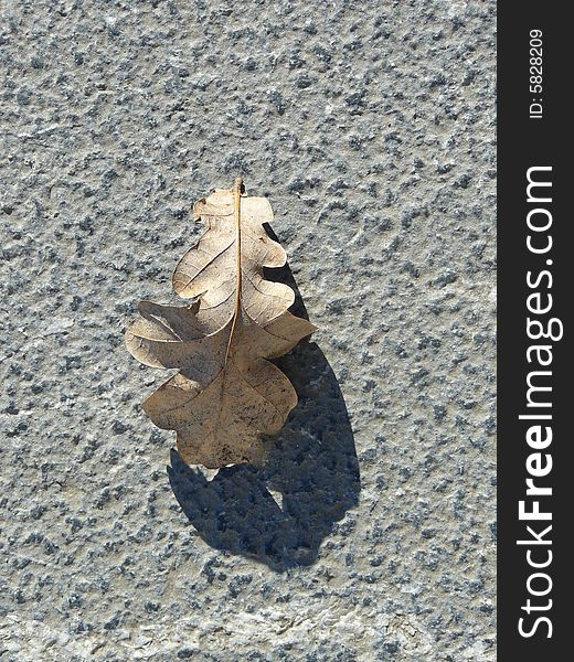 An alone dried oak eaf on the road. An alone dried oak eaf on the road