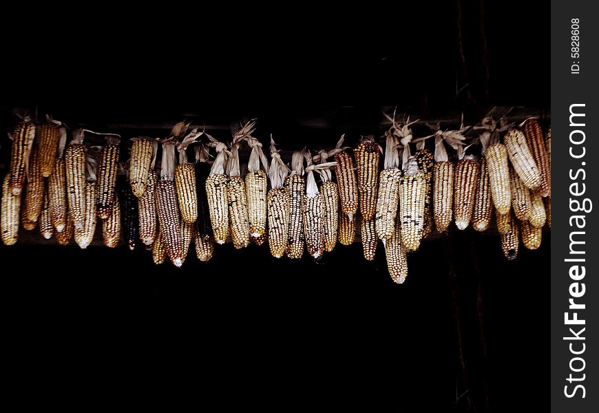 A bunch of corns or a maizes on a black background. A bunch of corns or a maizes on a black background