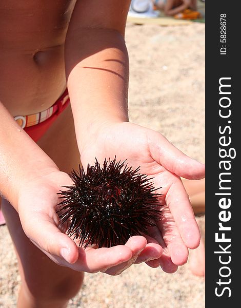 Small sea-urchin in the hands of a child