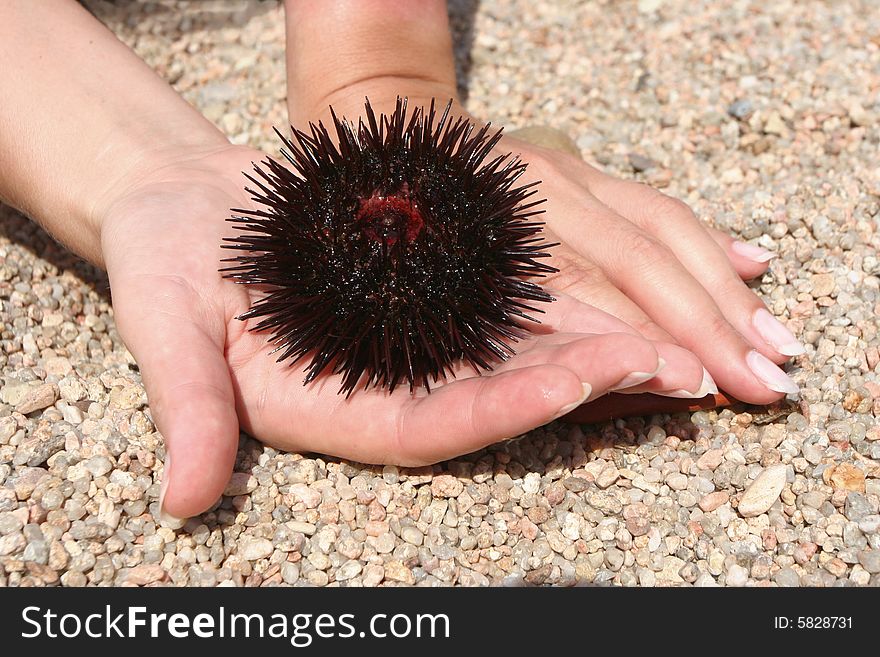 Small sea-urchin in the hands of a woman
