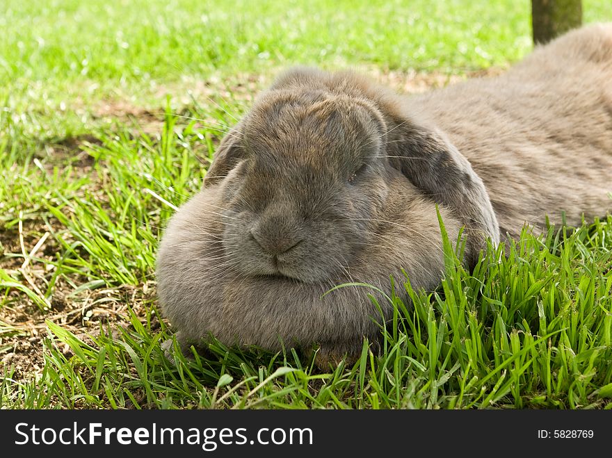 A fluffy rabbit takes a nap. A fluffy rabbit takes a nap