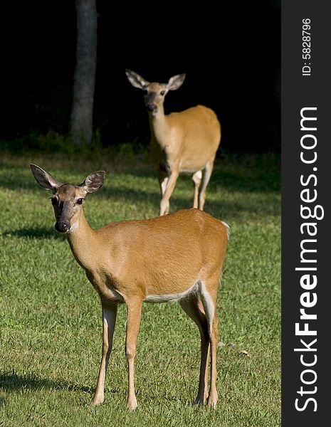 Two white-tailed deer standing in a grassy field. Two white-tailed deer standing in a grassy field.