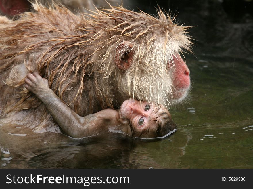 Japanese Macaque monkey in hot springs, Jigokudani, Japan