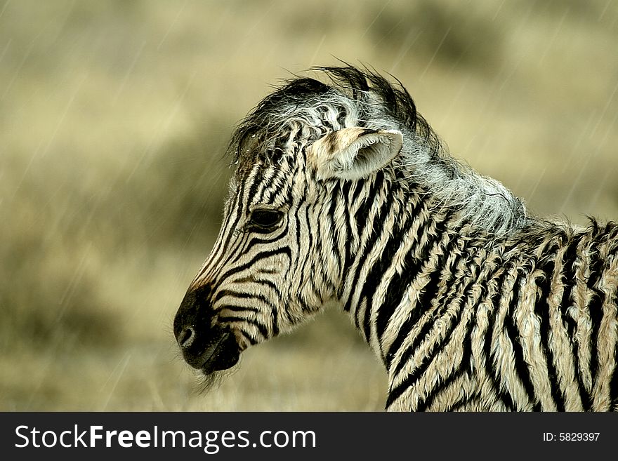 Baby Zebra in Rain Botswana, Africa