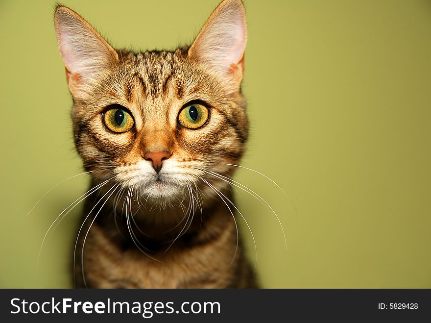 Cute Bengali kitten is looking into the camera