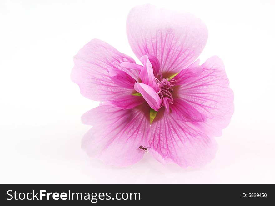 Little ant on a pink hollyhock, isolated on white. Little ant on a pink hollyhock, isolated on white.