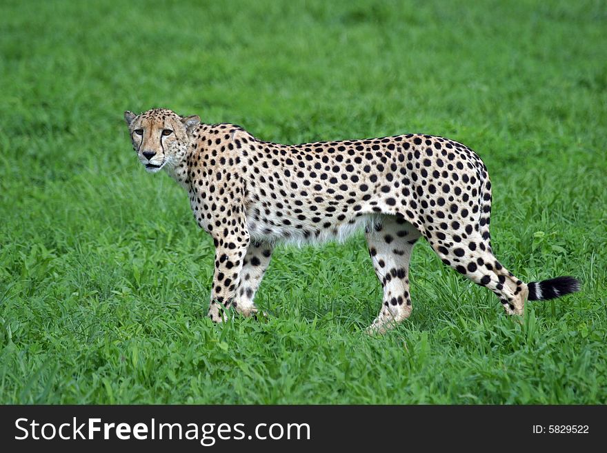 Cheetah crossing the very green plains of Africa,. Cheetah crossing the very green plains of Africa,