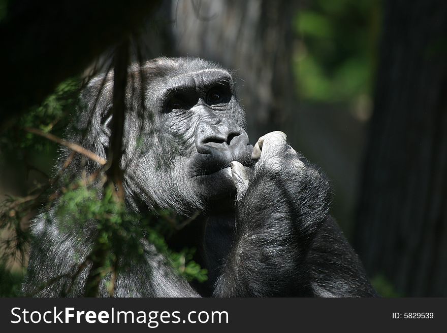 Gorilla enjoying the sunshine and contemplating life. Gorilla enjoying the sunshine and contemplating life