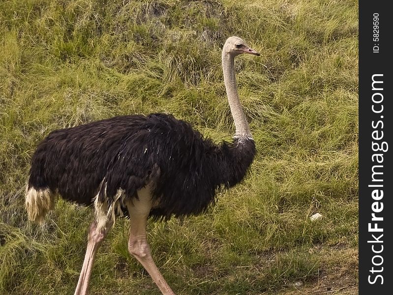 This is a picture of an ostrich walking