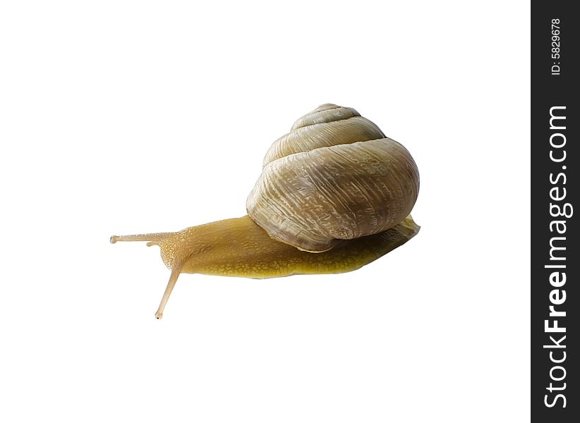 A snail moves on a white background