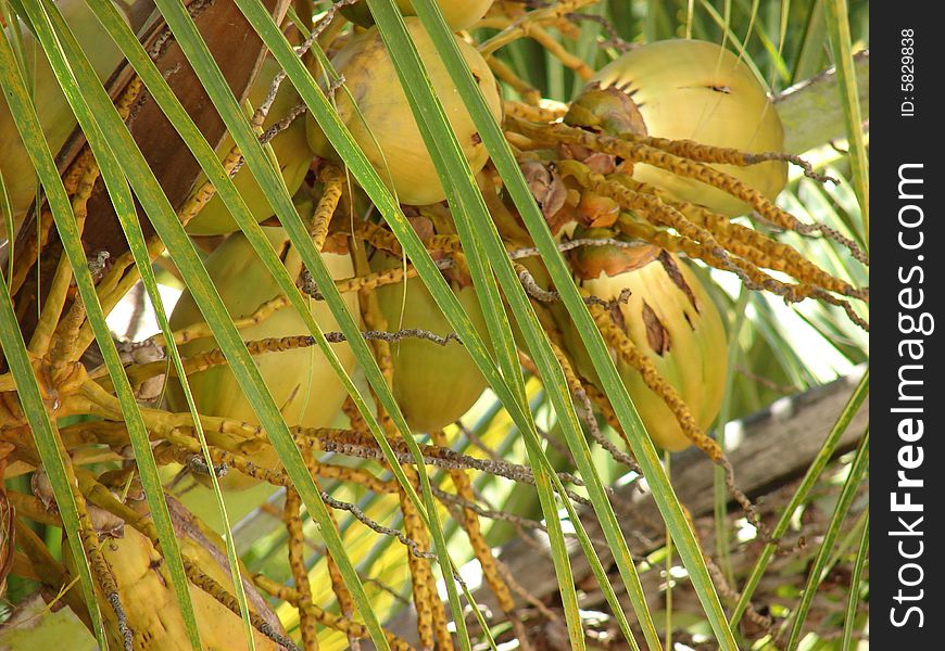 A coocnuts on the palm tree - Kenya 2007. A coocnuts on the palm tree - Kenya 2007