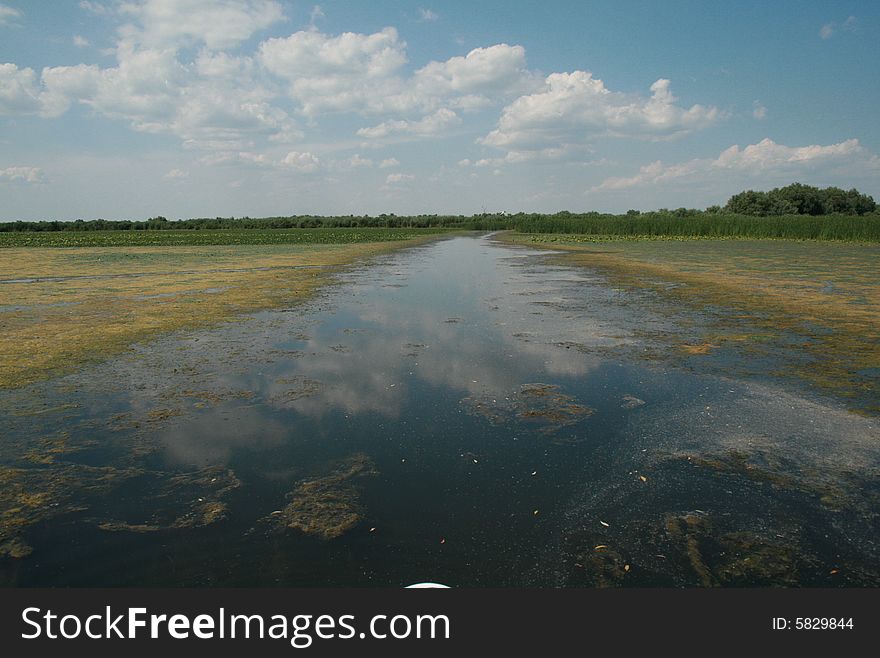 A big lake full of vegetation