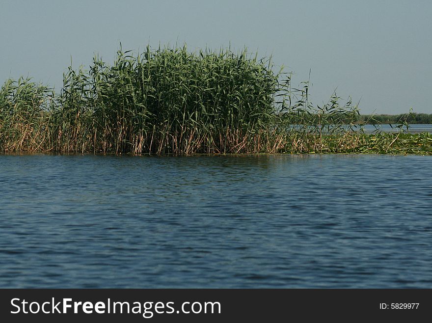 A big lake full of vegetation