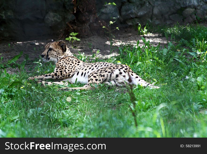 A hunting-cat laying in grass. A hunting-cat laying in grass