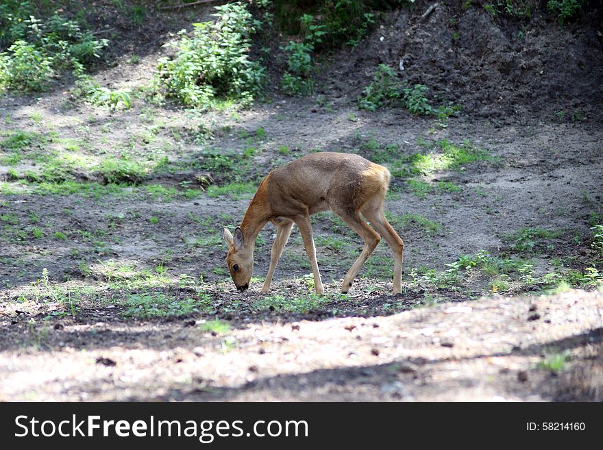 Siberian Roe Deer in the park