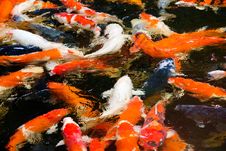 Colorful Koi Carp Fish Stock Image Colorful Koi Carp Fish Stock Image