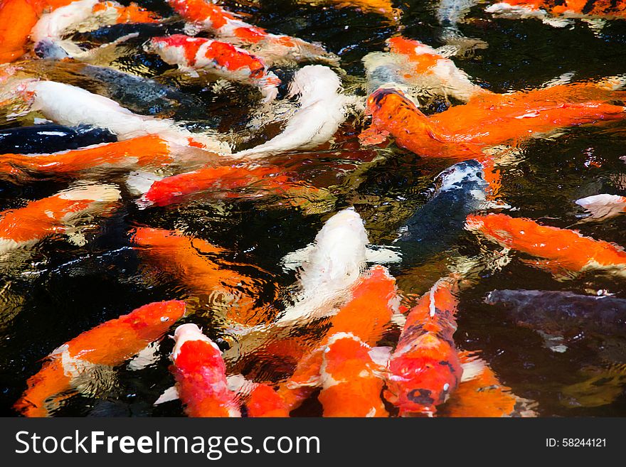 Colorful koi carp fish group swimming in pond