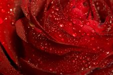Wet Red Rose Macro Stock Images