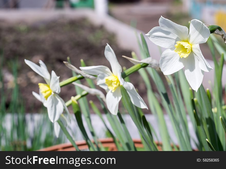 Spring background with white narcissus flowers and green grass.