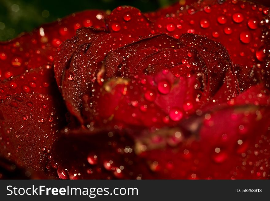 Red rose in water drops, close up photo with shallow focus. Red rose in water drops, close up photo with shallow focus.