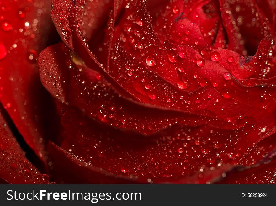 Red rose in water drops, close up photo with shallow focus. Red rose in water drops, close up photo with shallow focus.