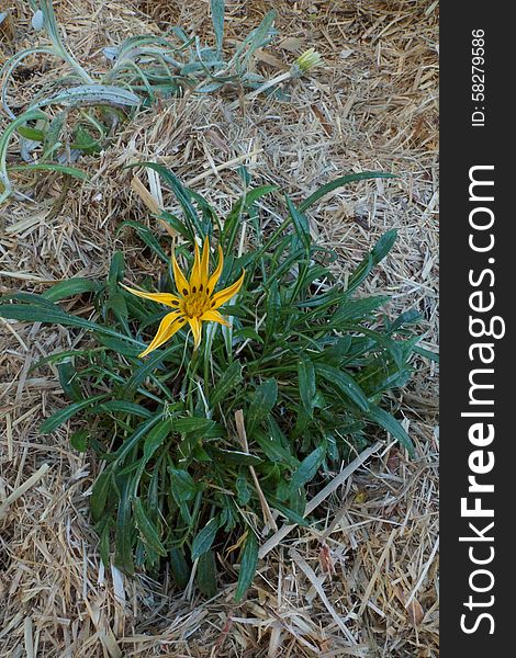 Natural sunny spiced flower in hey garden bed. Natural sunny spiced flower in hey garden bed