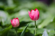 Tulip Royalty Free Stock Photos Tulip Royalty Free Stock Photos
