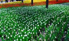 Tulip Stock Photo Tulip Stock Photo
