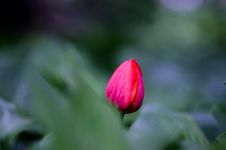 Tulip Stock Photos Tulip Stock Photos